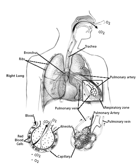  disability benefits for lung disease